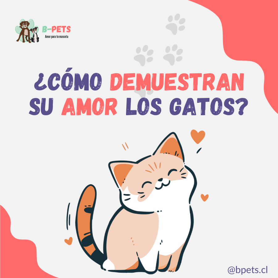 Cómo Muestra Amor tu Gato: Señales de Afecto Felino Explicadas – B-Pets