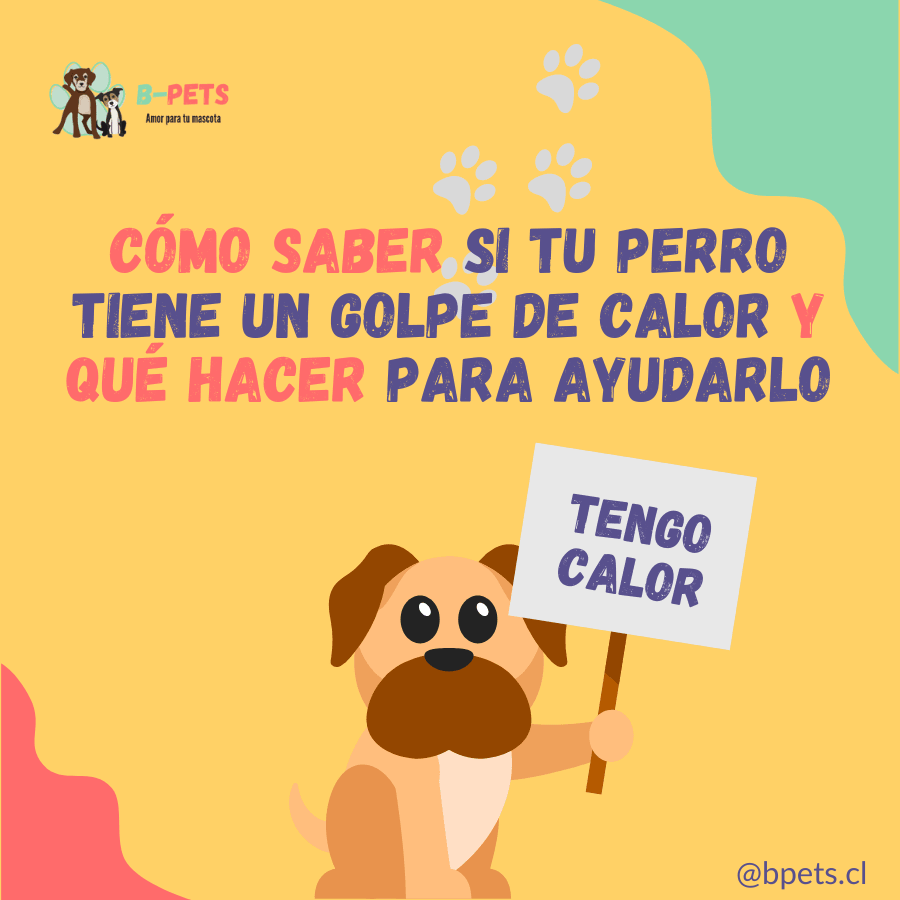 Cómo Saber si Tu Perro tiene un Golpe de Calor y Qué Hacer para Ayudar –  B-Pets