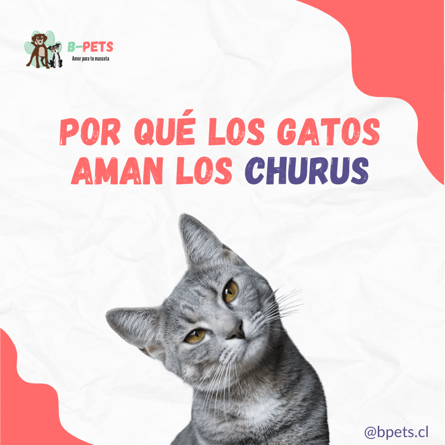 Qué son los churus y por qué los gatos los aman