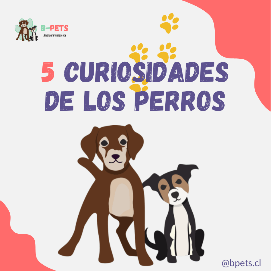 Explora 5 curiosidades sorprendentes de los perros 🐕: desde entender emociones humanas hasta sus únicas huellas nasales. ¡Descubre más sobre tus amigos caninos! 🐾