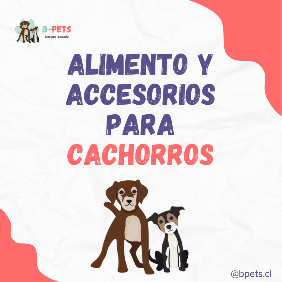 Alimento y accesorios para cachorros