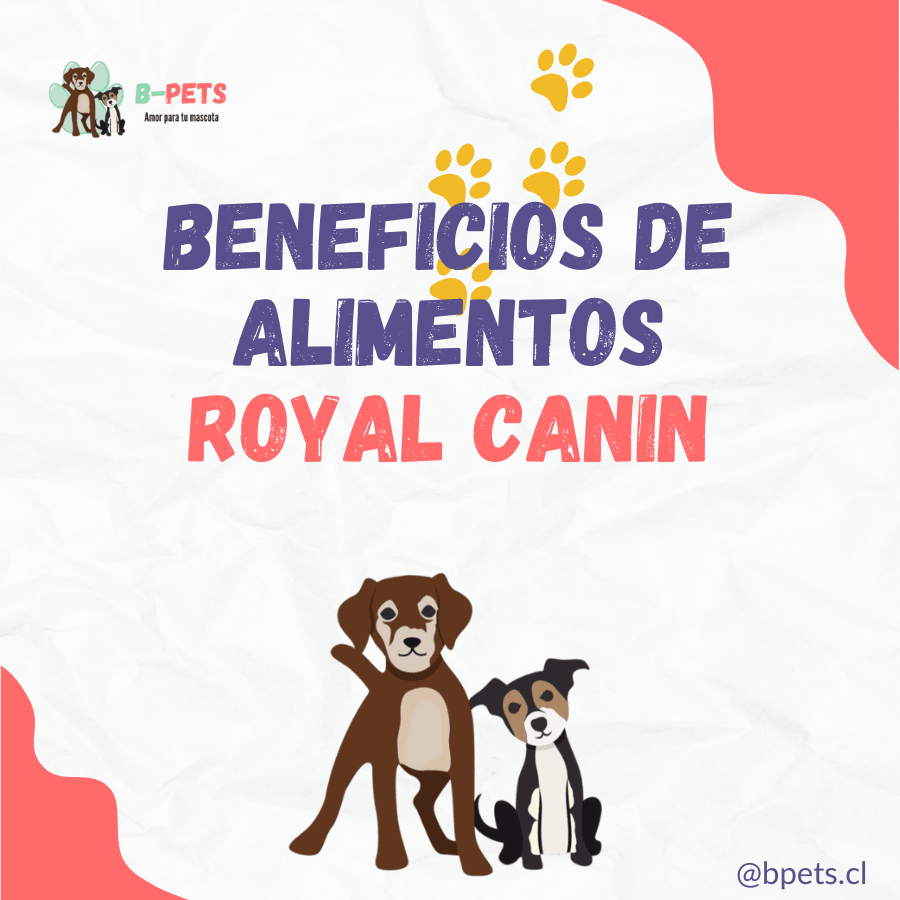 Los beneficios del alimento Royal Canin para los perros