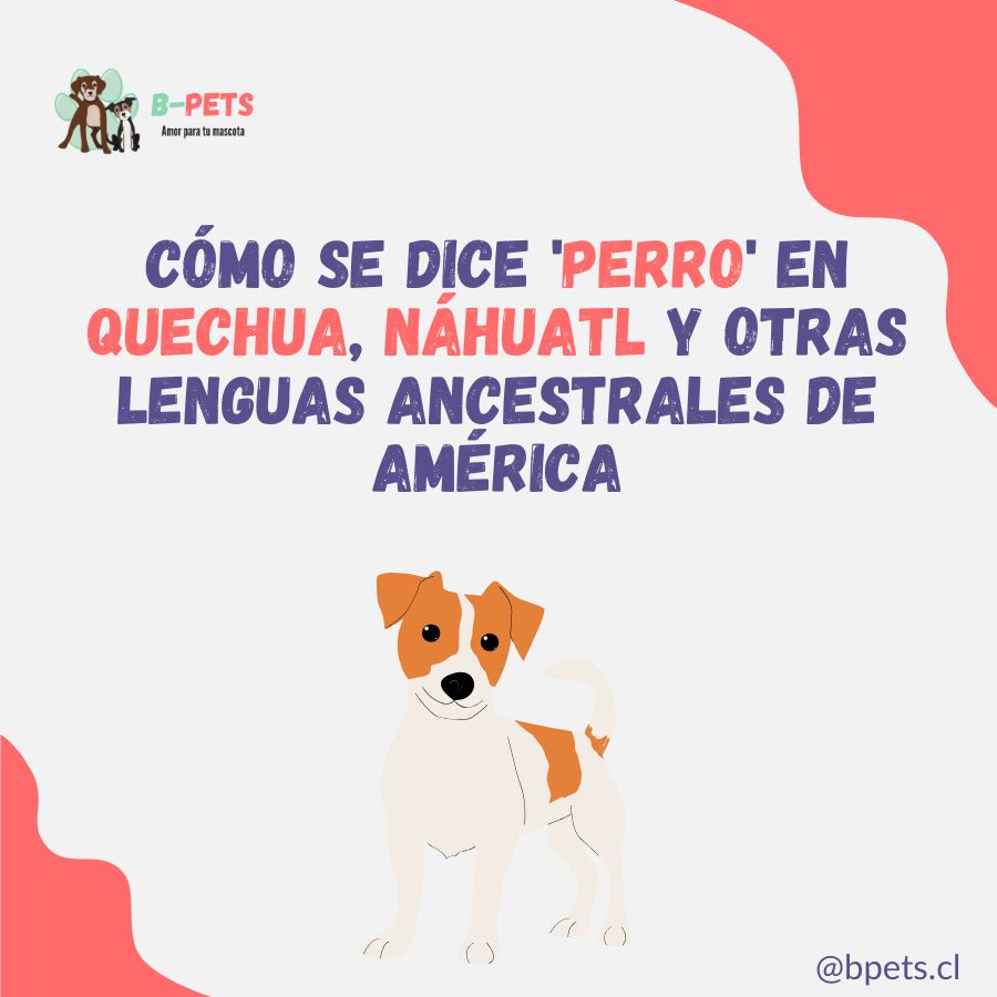 Cómo se dice 'perro' en quechua, náhuatl y otras lenguas ancestrales de América