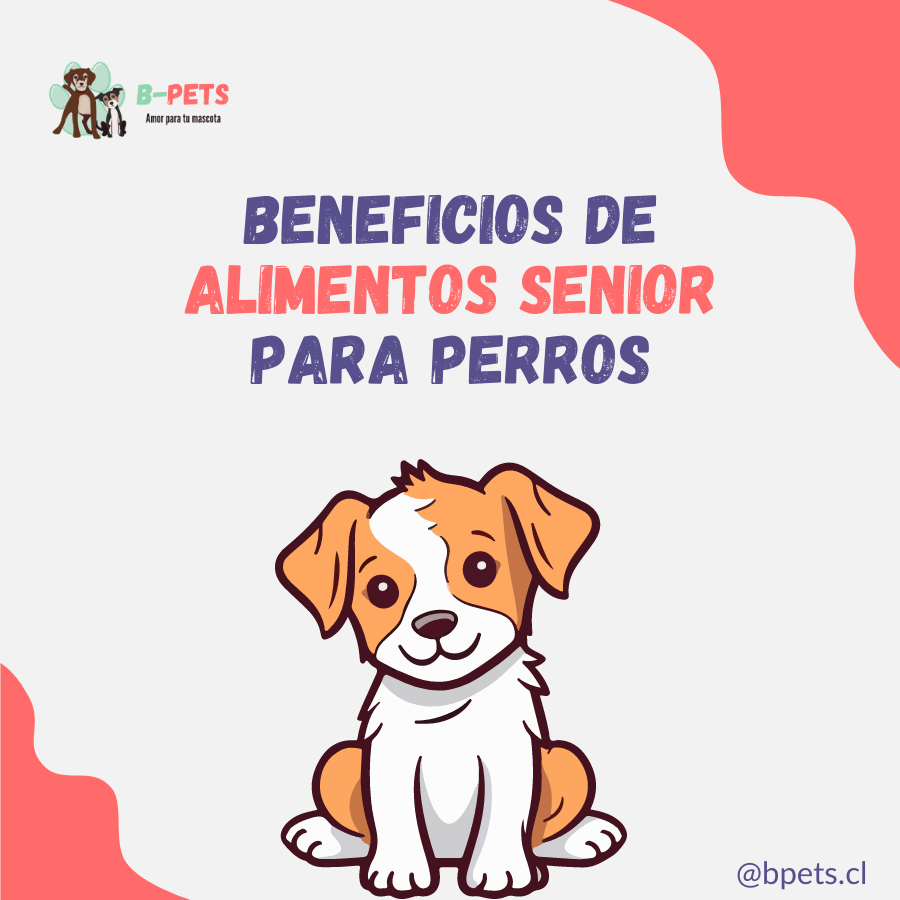 beneficios perros senior alimento