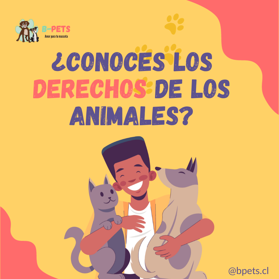 Descubre cómo la Ley Cholito protege a las mascotas en Chile 🐾: derechos, responsabilidades de dueños y más en nuestro detallado análisis. #LeyCholito 🐶