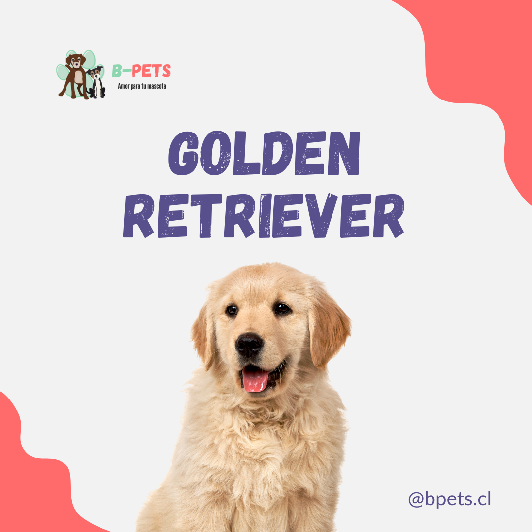 Cuidados esenciales para un Golden Retriever: Guía para dueños en Chile