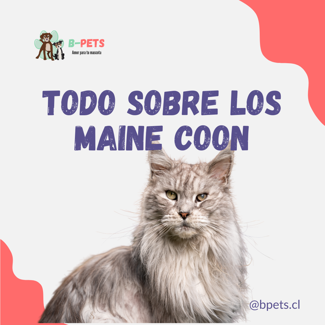 Maine Coon: Consejos, cuidados y características