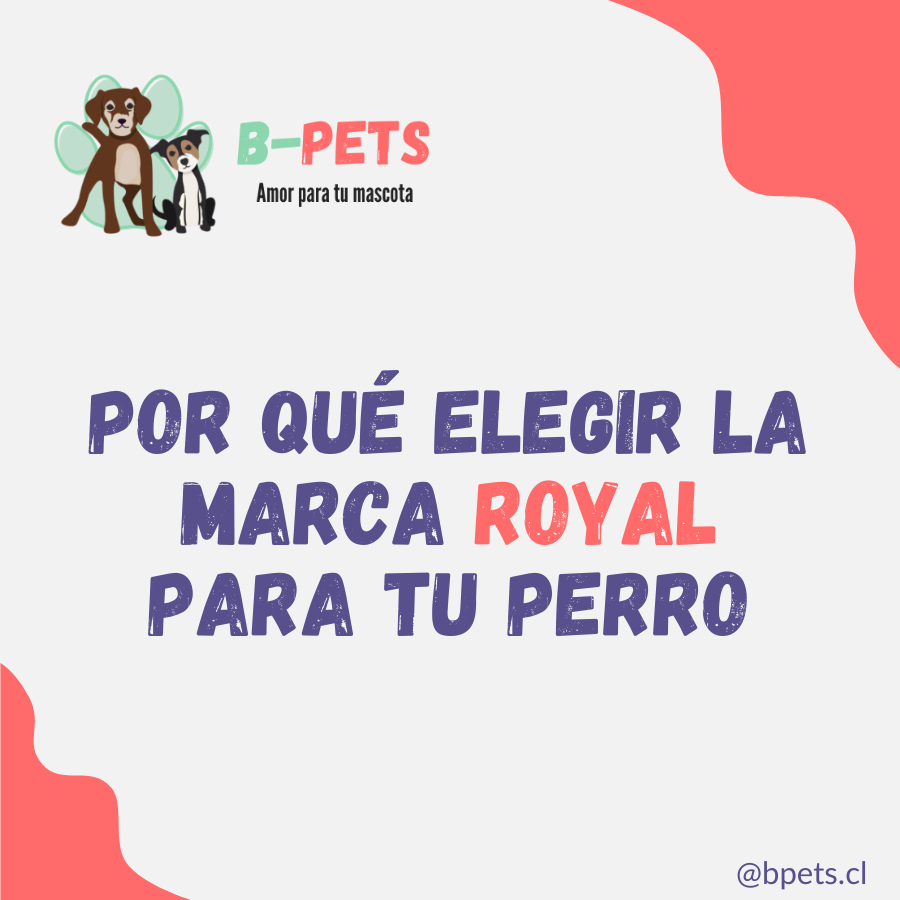 Por que elegir la marca Royal para tu perro