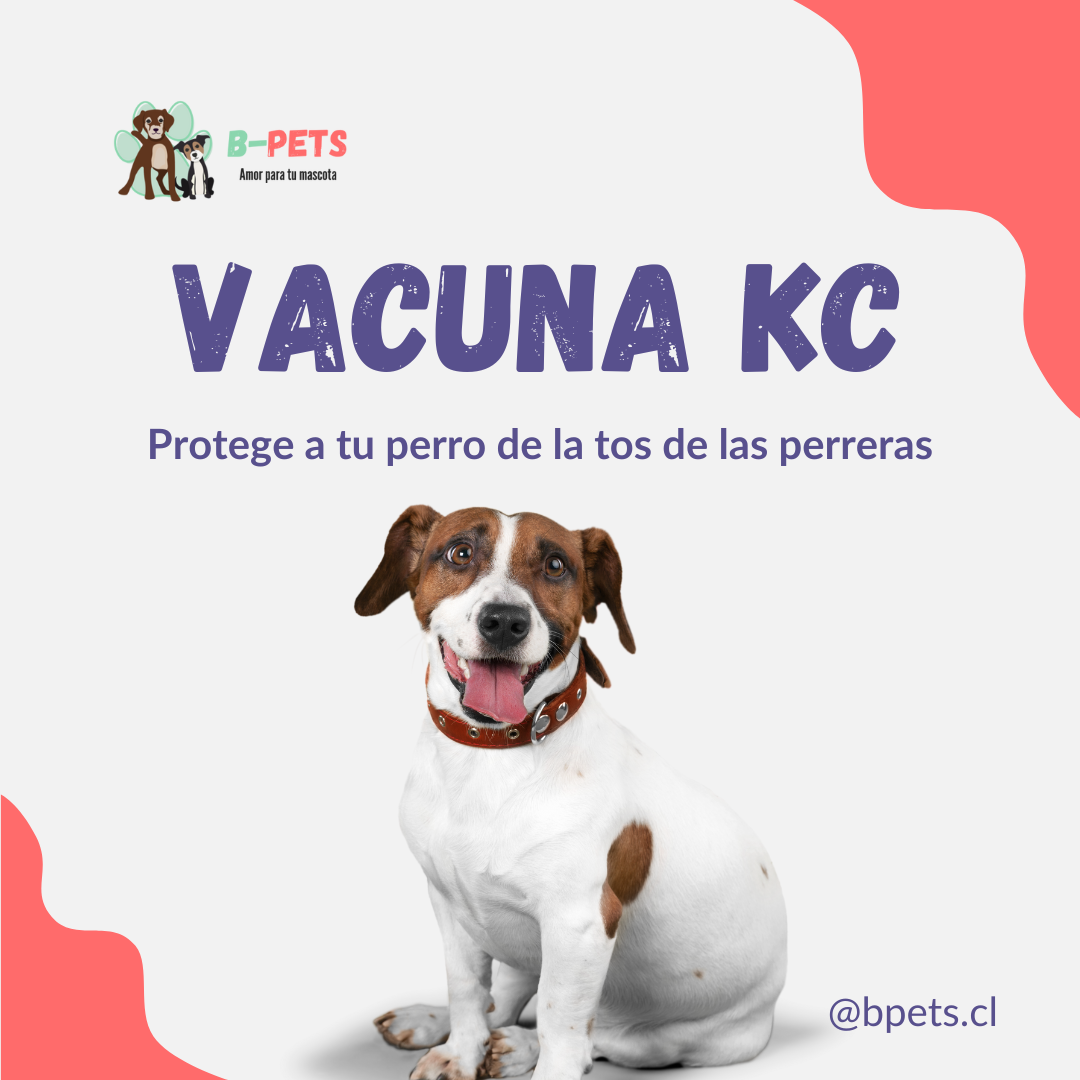 Vacuna KC: Protege a tu perro de la tos de las perreras 🐶💙