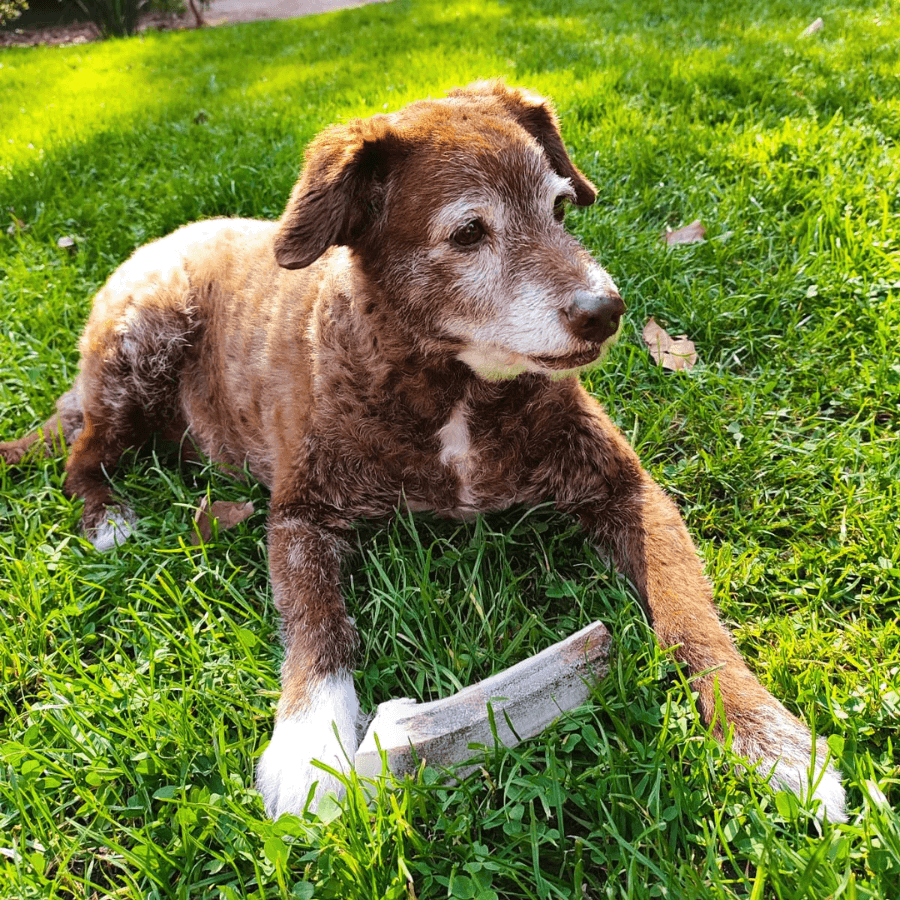 Perro marrón de tamaño mediano de edad avanzada tumbado sobre el pasto comiendo un hueso.