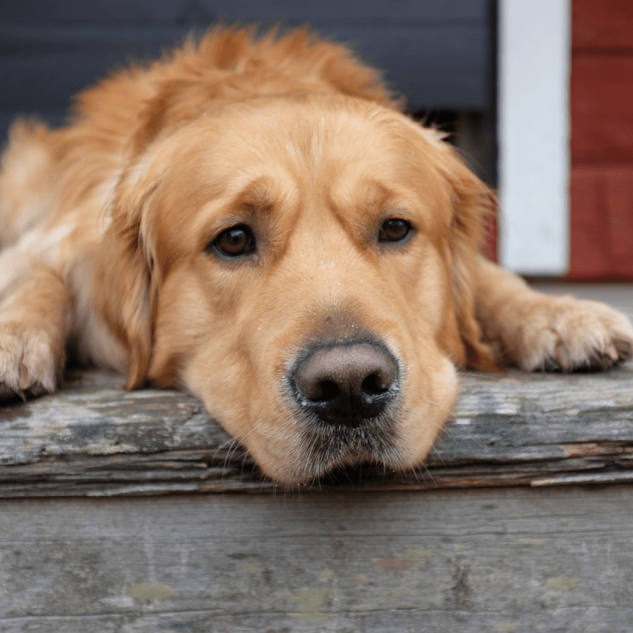 Perro tumbado apoyando su cabeza sobre sus patitas delanteras con mirada triste.