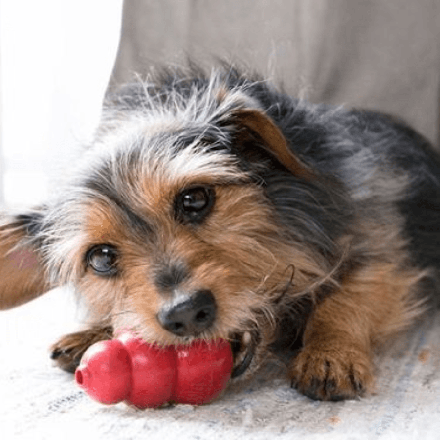 Perrito de raza pequeña mordiendo un juguete especial para perros de la marka Kong de color rojo