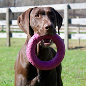 Anillo de Goma Natural GOAT 🔵, resistente y visible, ideal para perros activos. Perfecto para buscar, morder y juegos con snacks.