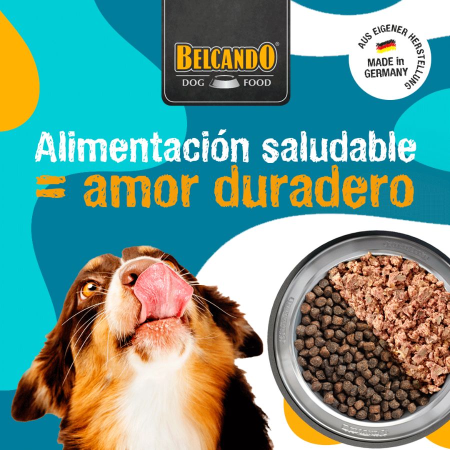 Compra Belcando Adult Cerdo Ibérico y Arroz 4kg para perros adultos. Fórmula premium con cerdo ibérico y arroz, ideal para perros con digestión sensible. ¡Envío a todo Chile!