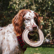 Juguete Anillo de Cuero Natural y Lana 🐾, perfecto para juegos de tirar y buscar en perros medianos y grandes. Natural, seguro y resistente.