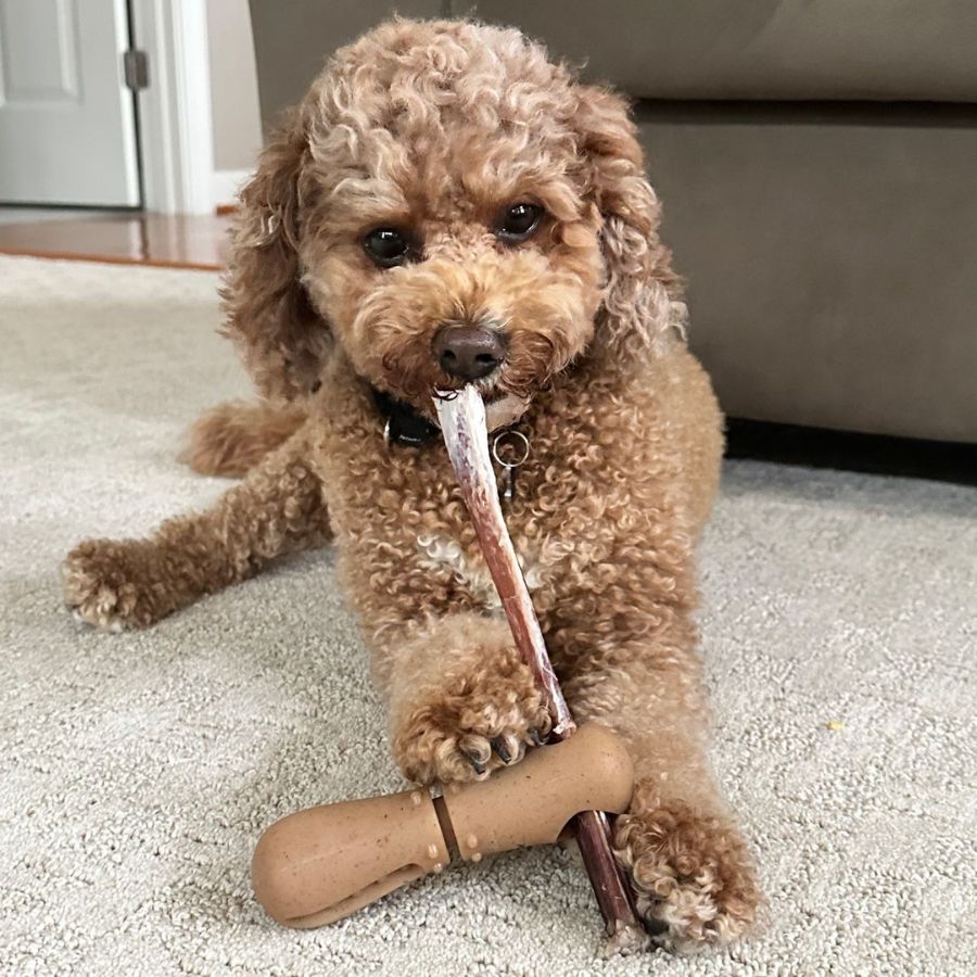 Juguete Porta Stick Masticable Sabor Tocino 🐾, seguro y con aroma a tocino, sujeta snacks y reduce el riesgo de asfixia en perros activos.