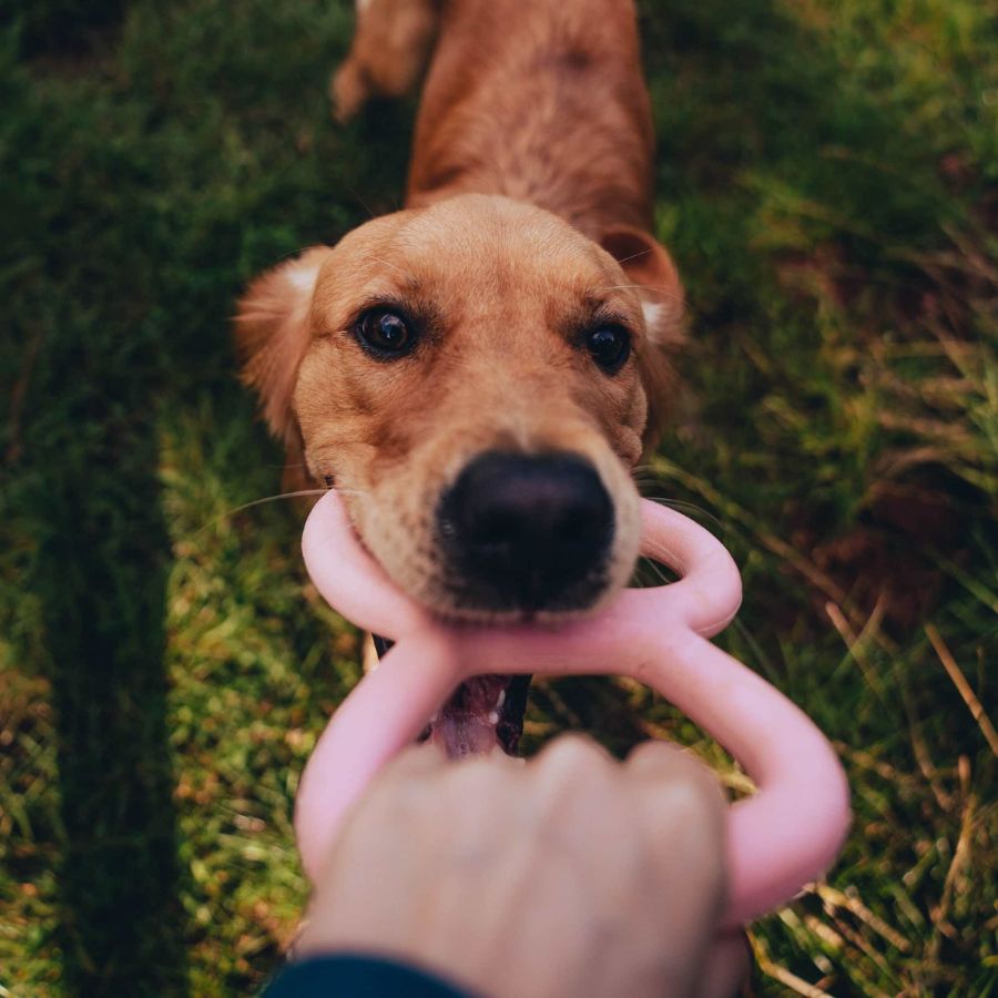 Juguete de Goma Natural para Tira y Afloja Beco 🐶, elástico y resistente, ideal para juegos de fuerza. Con asas texturizadas y aroma a vainilla.