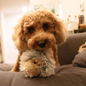 Pelota Cabeza Yeti con sonido 🐕, tela duradera y squeaker interno, ideal para horas de diversión y juego interactivo.