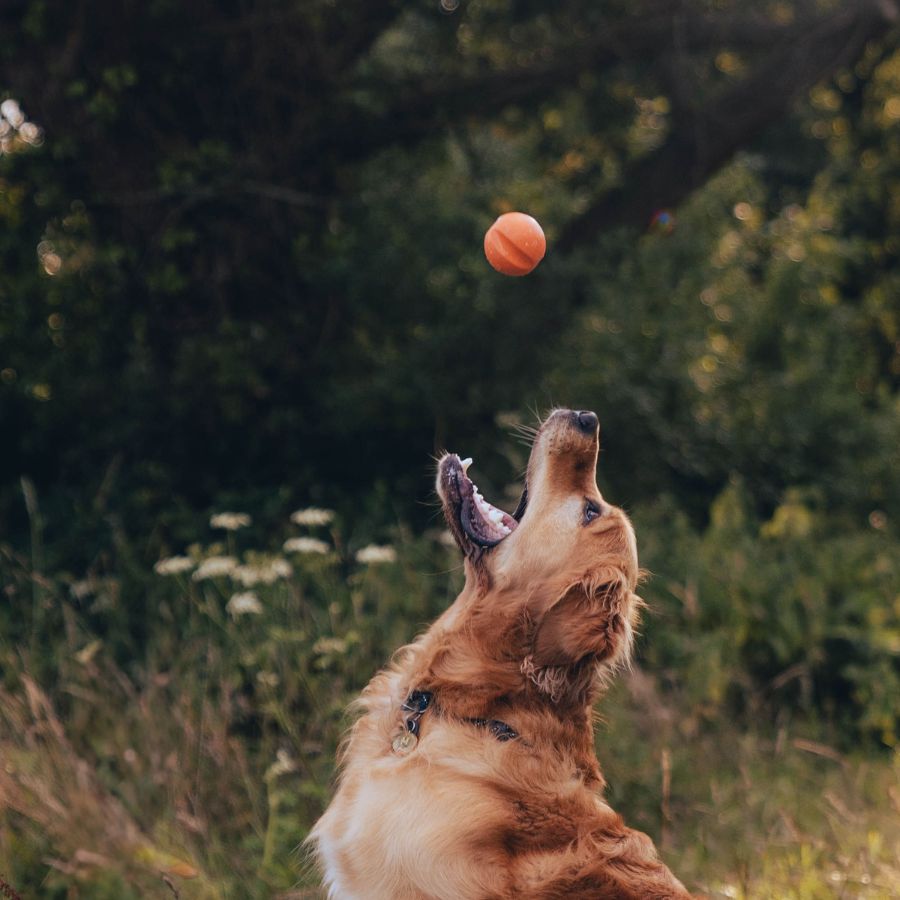 Pelota Fetch Goma Natural Beco 🎾, resistente y con rebote, perfecta para juegos de buscar. Visible, aromática y compatible con lanzadores.