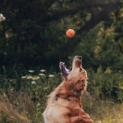 Pelota Fetch Goma Natural Beco 🎾, resistente y con rebote, perfecta para juegos de buscar. Visible, aromática y compatible con lanzadores.