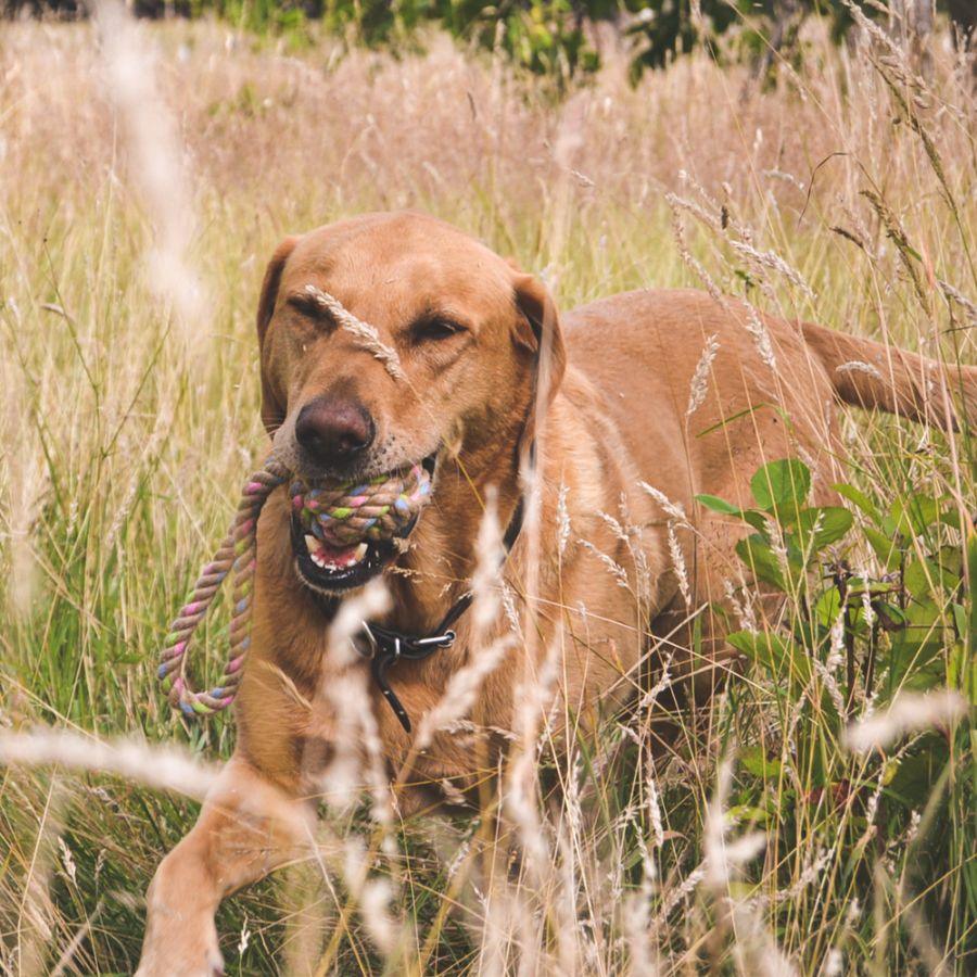 Pelota de Cuerda de Cáñamo para Perros Large, juguete interactivo que limpia los dientes de tu perro mientras lo mantiene entretenido. Fabricado con materiales sustentables como cáñamo y algodón reciclado.