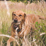 Pelota de Cuerda de Cáñamo para Perros Medium, juguete interactivo que limpia los dientes de tu perro mientras lo mantiene entretenido. Fabricado con materiales sustentables como cáñamo y algodón reciclado.