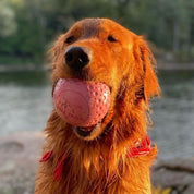 Pelota de Goma Natural GOAT ⚽, juguete duradero y flotante para perros activos. Ideal para buscar, morder y aventuras en el agua.