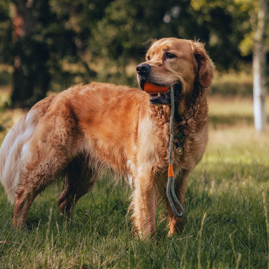 Pelota para Lanzar de Goma Natural Beco 🐾, con cuerda reciclada y aroma a vainilla. Resistente y perfecta para juegos interactivos. Colores amarillo y naranja.