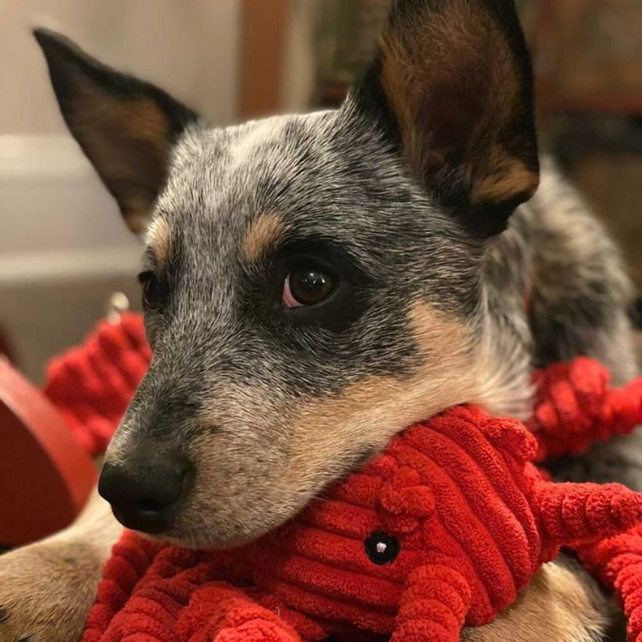 Peluche Langosta con Sonido 🦞, triple estimulación sensorial con squeaker, crunch y crinkle. Resistente, seguro y perfecto para juego interactivo.