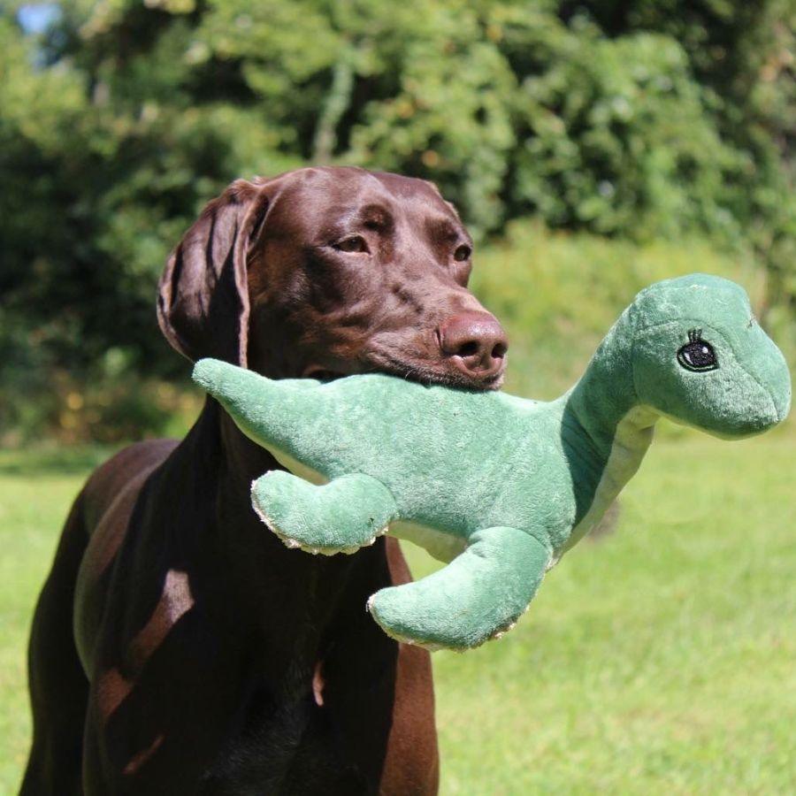 Peluche Nessie con Sonido 🐉, duradero y seguro, con crinkle y squeaker para mantener a tu perro entretenido y activo.