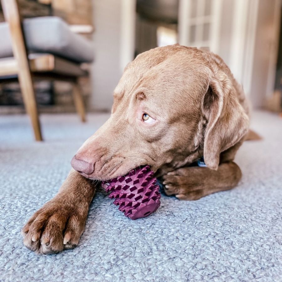 Piña de Goma Natural 🍍, juguete duradero y seguro para perros, con beneficios dentales y rebote interactivo. Ideal para juegos al aire libre.