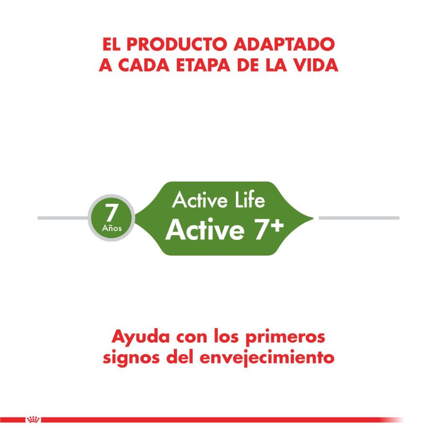 Royal Canin Active 7+: Alimento seco para gatos activos mayores de 7 años. Enriquecido con antioxidantes y polifenoles, apoya la función renal, salud urinaria y articular. 🐱🍲🐾