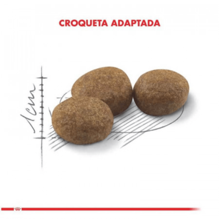 Royal Canin Adulto Castrado Feline 1.5kg: Alimento para gatos esterilizados, controla el peso y apoya la salud urinaria y digestiva. Rico en proteínas, moderado en grasas. 🐱🍲🐾