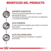 Royal Canin Gastrointestinal Gato 2kg, formulado para la salud digestiva y reducción de problemas de absorción intestinal. Alta energía y palatabilidad para gatos con sensibilidad gastrointestinal.