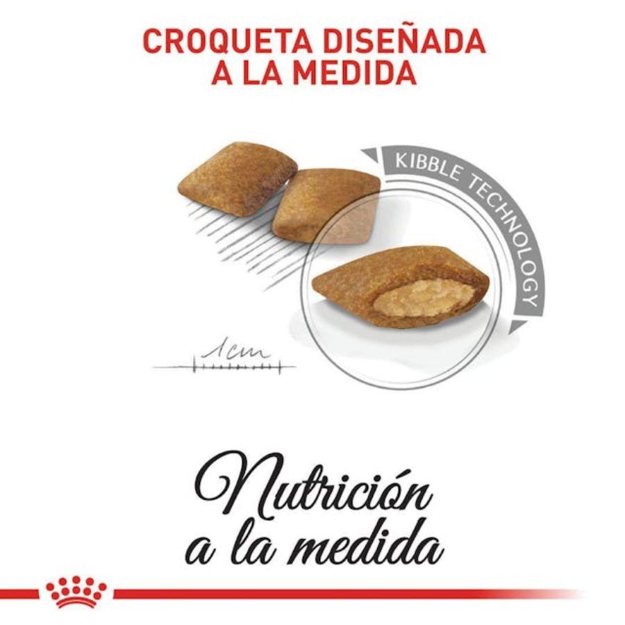 Royal Canin Mini Exigent 1kg, diseñado para perros pequeños con paladares exigentes. Ingredientes de alta calidad y una textura irresistible. Nutrición completa y equilibrada.