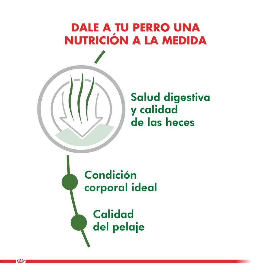 Royal Canin Mini Indoor Adulto 3kg 🏠 para perros pequeños que viven en casa. Reduce el olor de las heces y mantiene su peso ideal con ingredientes digestibles.