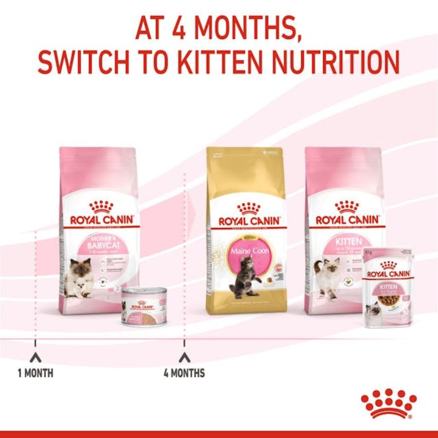 Royal Canin Mother & Babycat Lata 145gr: Alimento de iniciación para gatitos con textura mousse, apoya el microbioma y el sistema inmunológico. ¡Ideal para la salud de tu gatito! 🐱🍼🐾