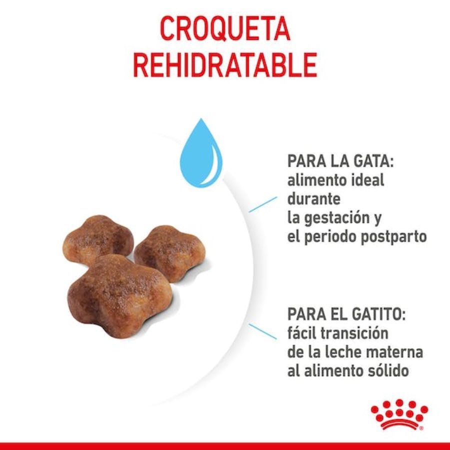 Royal Canin Mother & Babycat: Alimento para gatas en gestación/lactancia y gatitos hasta 4 meses. Facilita el destete, refuerza el sistema inmunitario y promueve la salud digestiva y cerebral. 🐱🍼🐾