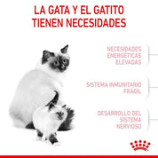 Royal Canin Mother & Babycat: Alimento para gatas en gestación/lactancia y gatitos hasta 4 meses. Facilita el destete, refuerza el sistema inmunitario y promueve la salud digestiva y cerebral. 🐱🍼🐾