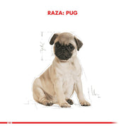 Royal Canin Pug Puppy 2.5 Kg: alimento completo para cachorros Pug, con croquetas especiales para su hocico, apoyando su salud digestiva y piel.🐕✨