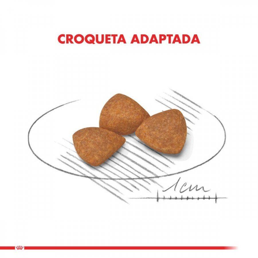 Royal Canin X-Small Adulto 12+ 1KG: Alimento especial para perros de razas muy pequeñas mayores de 12 años. Apoya la vitalidad en la vejez, salud intestinal, cardiaca y dental. 🐶🍲🐾