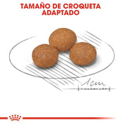 Royal Canin X-Small Adulto 8+ 1KG: Alimento para perros de razas muy pequeñas mayores de 8 años. Favorece la vitalidad, salud digestiva y urinaria. Croquetas adaptadas para mandíbulas pequeñas. 🐶🍲🐾