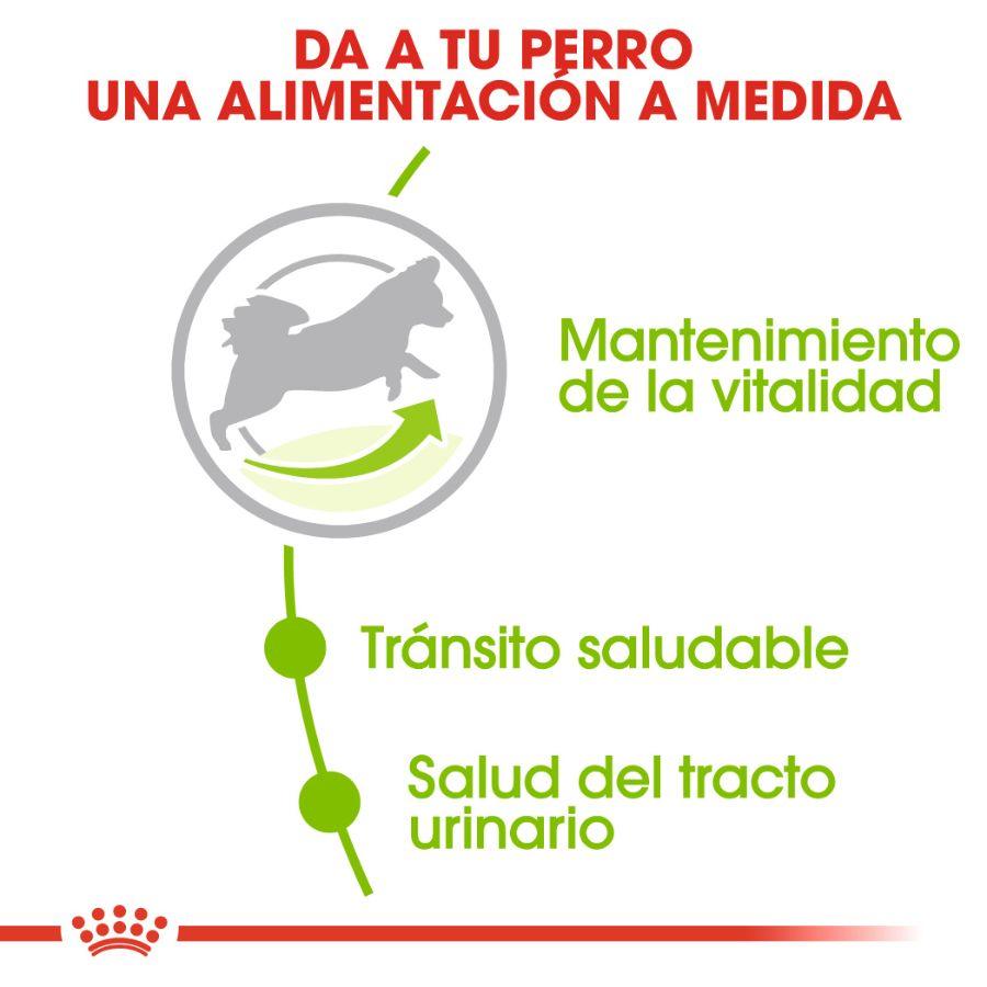 Royal Canin X-Small Adulto 8+ 1KG: Alimento para perros de razas muy pequeñas mayores de 8 años. Favorece la vitalidad, salud digestiva y urinaria. Croquetas adaptadas para mandíbulas pequeñas. 🐶🍲🐾