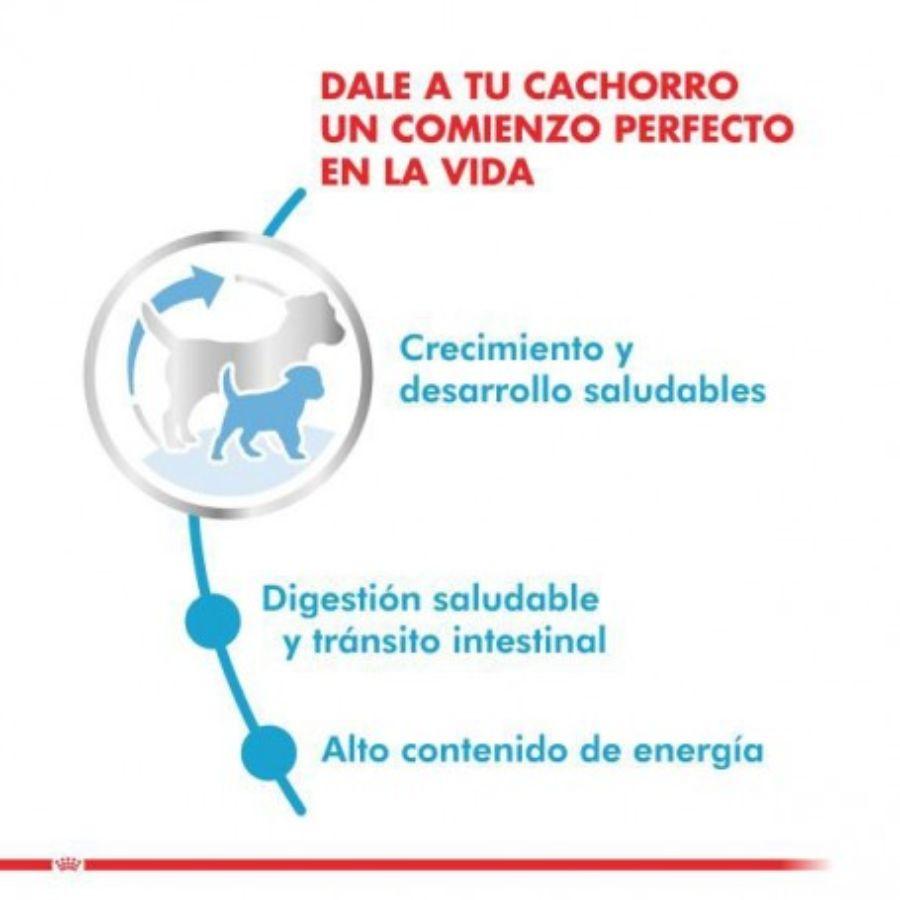 Royal Canin X-Small Puppy 1kg: Alimento especializado para cachorros de razas miniatura hasta 10 meses. Favorece la digestión, alto contenido energético y fortalece el sistema inmunitario. 🐶🐾