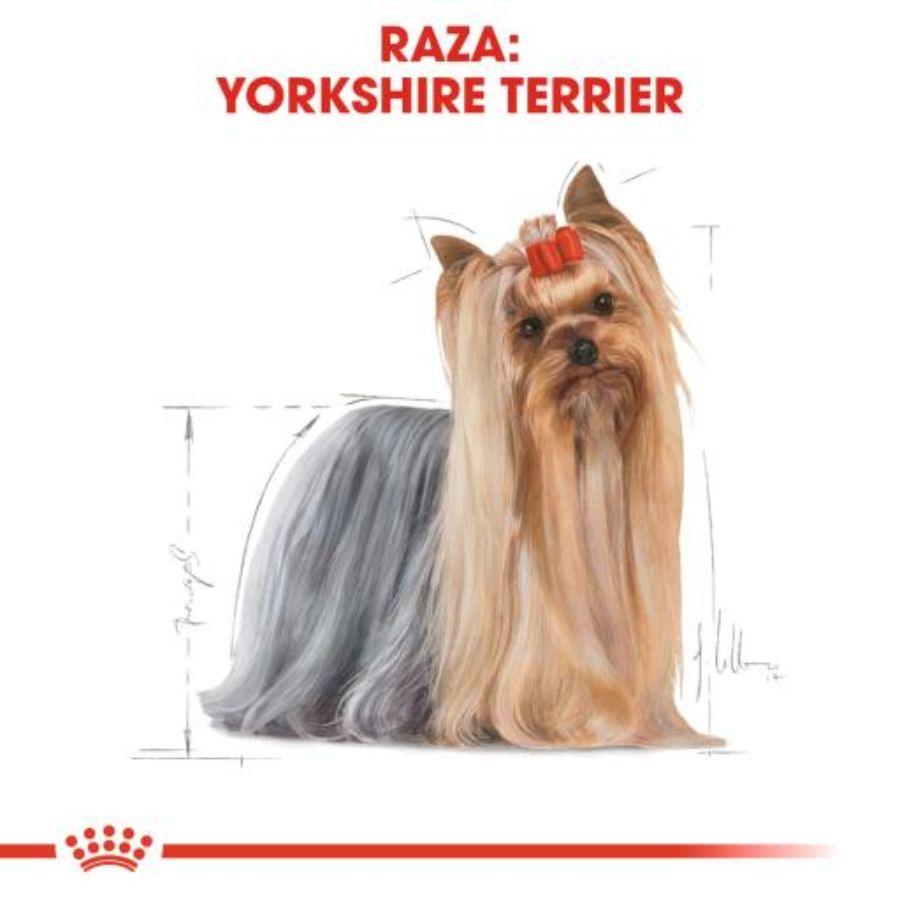 Royal Canin Yorkshire Terrier Adulto 1 Kg: El pienso premium que realza el brillo y la salud del pelo largo, satisface los paladares más exigentes y cuida la salud dental. Perfecto para Yorkshires adultos. 🐕✨