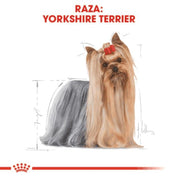 Royal Canin Yorkshire Terrier Adulto: El pienso premium que realza el brillo y la salud del pelo largo, satisface los paladares más exigentes y cuida la salud dental. Perfecto para Yorkshires adultos. 🐕✨