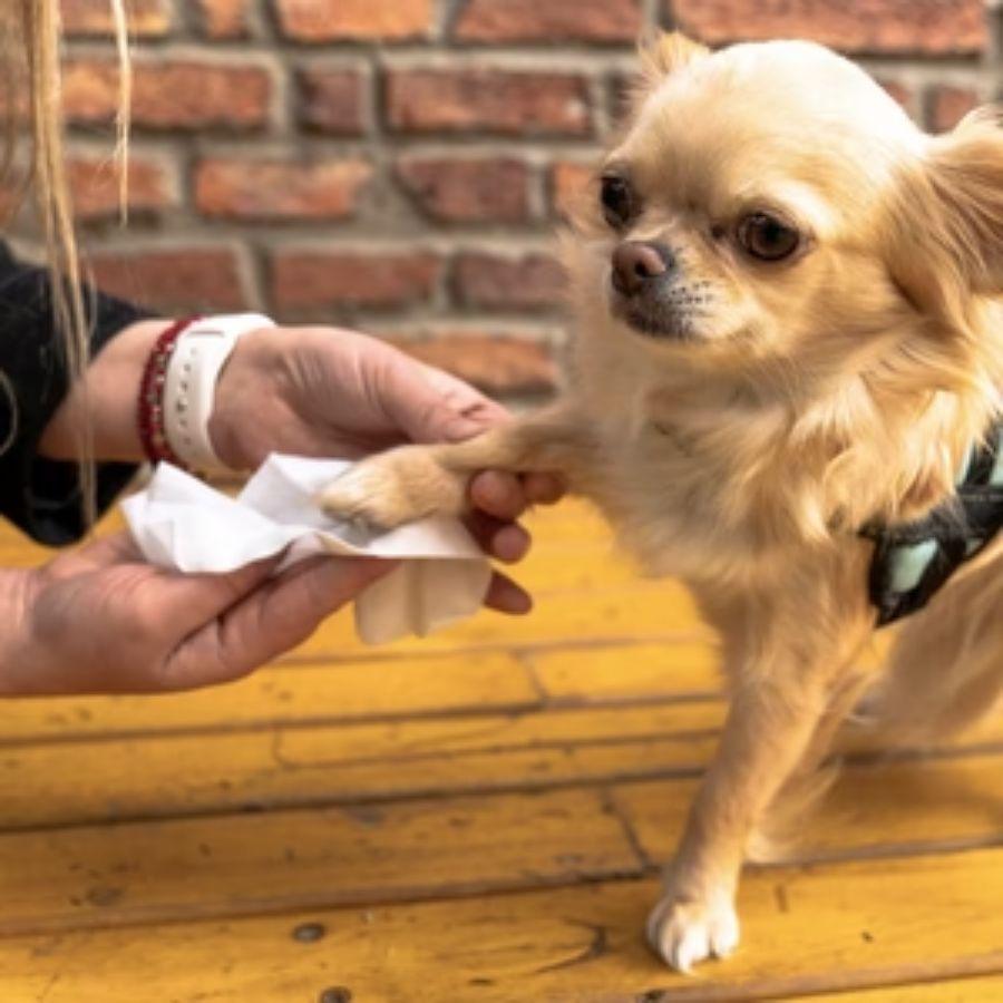 Toallitas Húmedas TopK9 60 unidades, con vitaminas A, E y extracto de aloe vera. Limpieza e hidratación para la piel y el pelaje de tu mascota. 🐶🐱