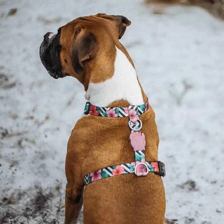 Zee Dog Mahalo H-Harness: Arnés en forma de H para perros, ligero y ajustable. 🐕 Fabricado en poliéster suave, con sistema de bloqueo seguro y diseño vibrante.