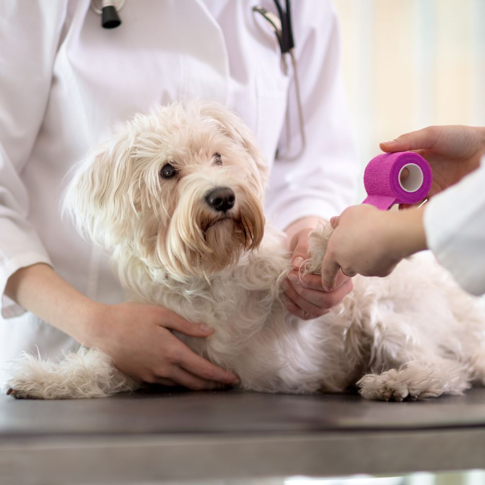 Atención veterinaria para perros en un entorno tranquilo y diseñado para peluditos. Diagnósticos precisos, manejo amable y cuidados personalizados.