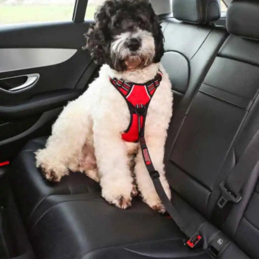 KONG Seat Belt Tether: Cinturón de seguridad ajustable para el asiento trasero. Tu peludo viajará seguro y sin distracciones. ¡Disfruta de paseos tranquilos juntos! 🚗🐾